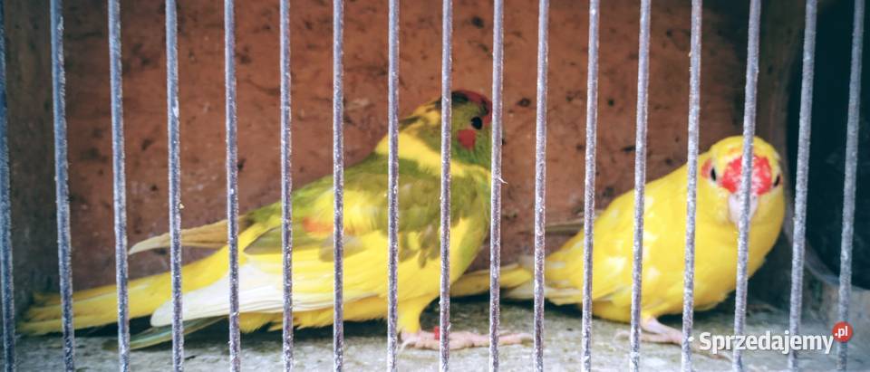 Papugi kozie Rzeszów