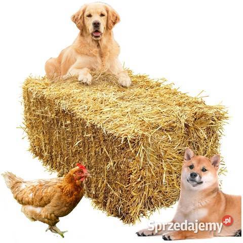 Słoma owsiana kostki kostka ekologiczna zbiór Częstochowa