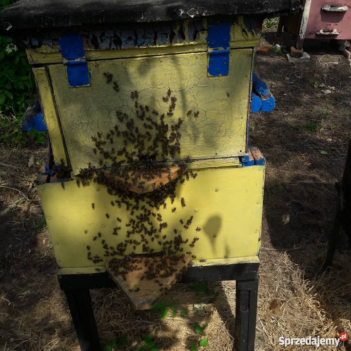 Ule wielkopolskie z PSZCZOŁAMI