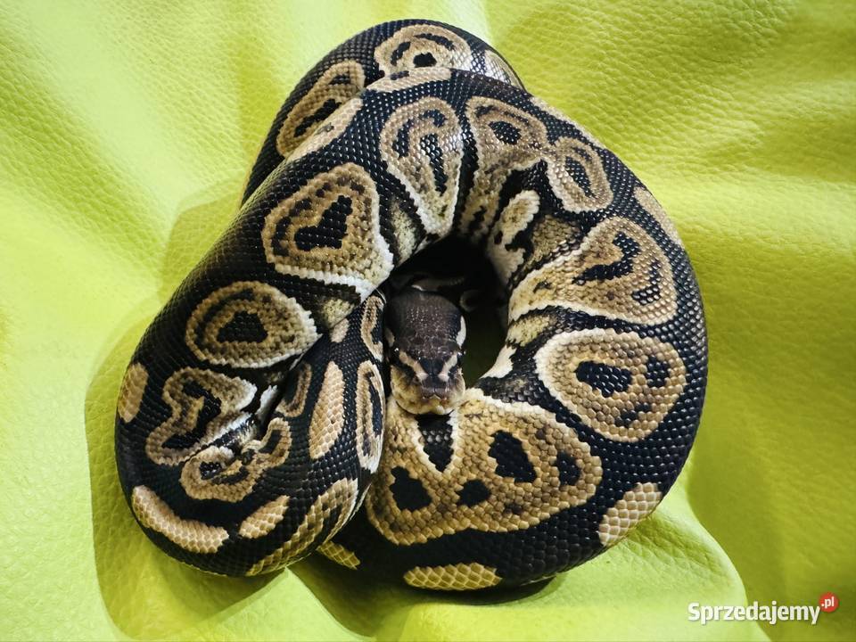 Samica Pyton Królewski Black pastel pied Jastrzębie-Zdrój