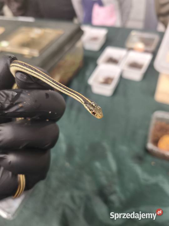 wąż Thamnophis spp młody osobnik samiec Wałbrzych