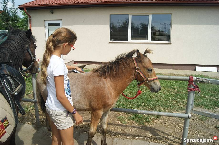 KUC Walijski KOŃ odsadek śliczny tarant