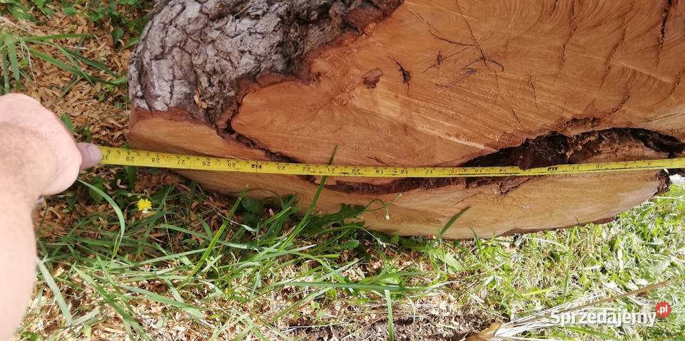 Pień kłoda gruszy Ostrów Wielkopolski