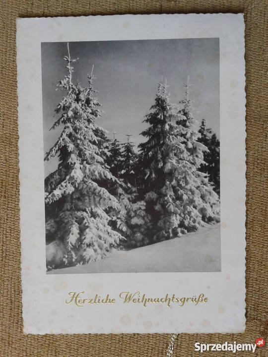 ŚWIERKI ZIMĄ OPSYPANE ŚNIEGIEM Piszczac