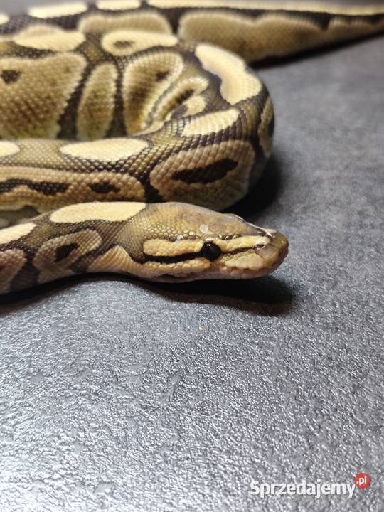 Pyton Królewski samica mazowieckie