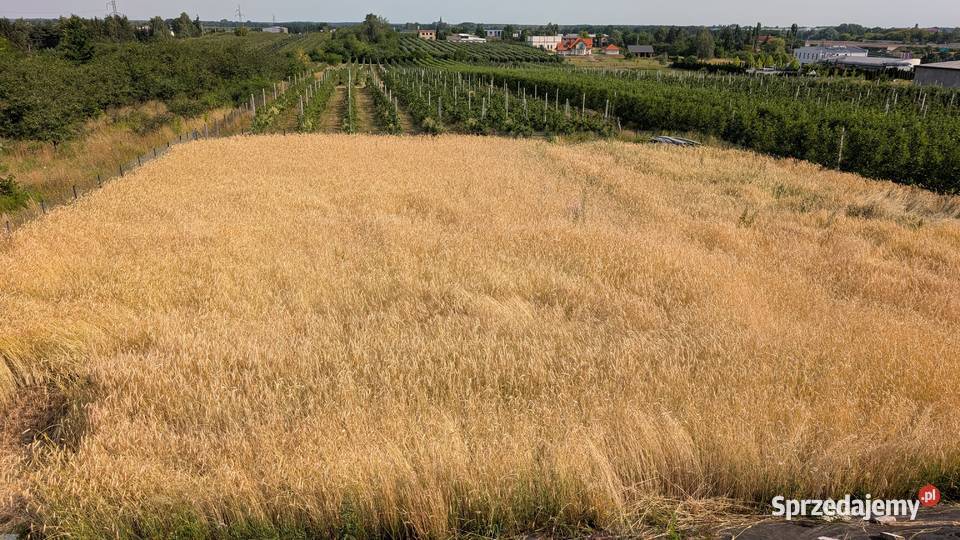 Sprzedam żyto do samodzielnego skoszenia Grójec