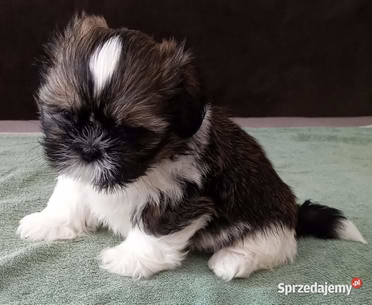 Szczeniaki shih tzu tricolor z rodowodem Łaś-Toczyłowo