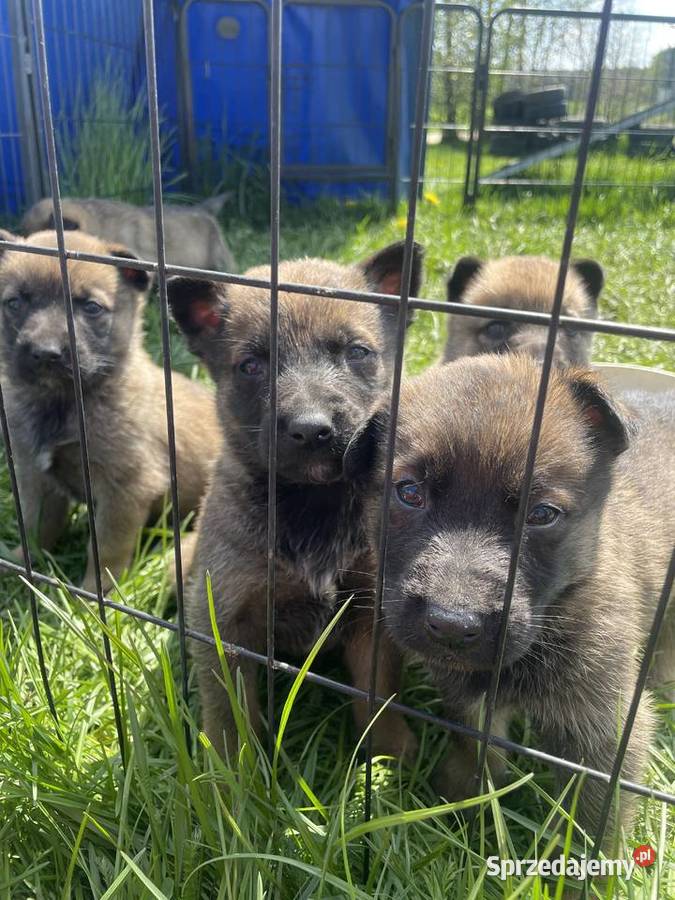 Szczeniak Owczarek Belgijski Ciechanów