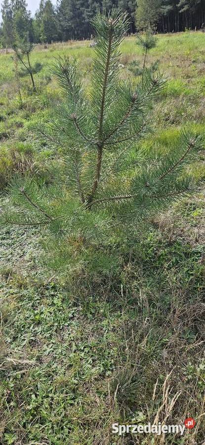 Sadzonki sosen sosny dębu dąb brzozy na zdjęciu sprzedam