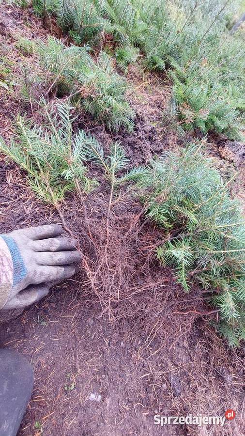 Jodła kalifornijska 23 lata własna produkcja