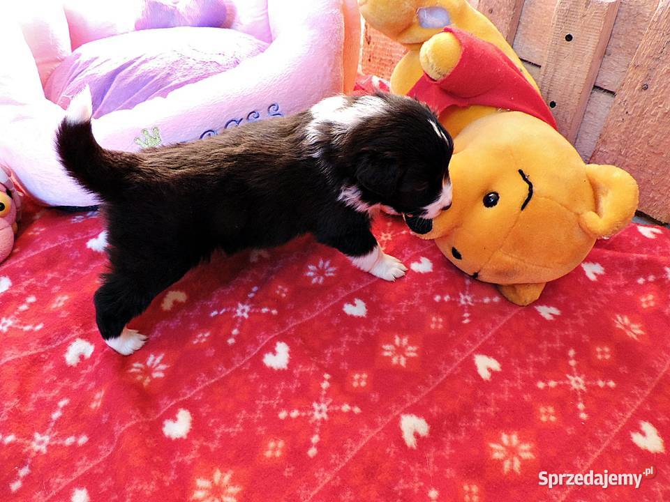 Border collie piękne mądre pieski i suczki Kołobrzeg