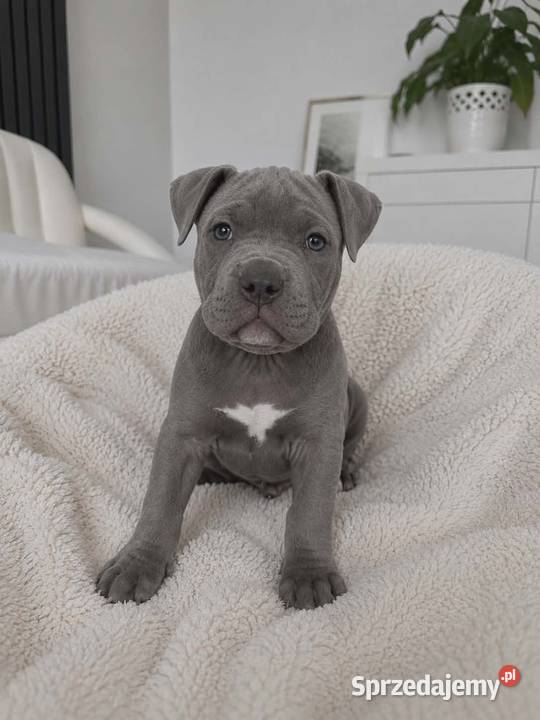 Amstaff blue Opatów