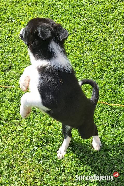 Suczka border collie do odbioru Jabłonka