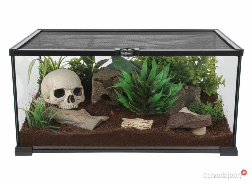 Scolopendra subspinipesterrarium Szczecin