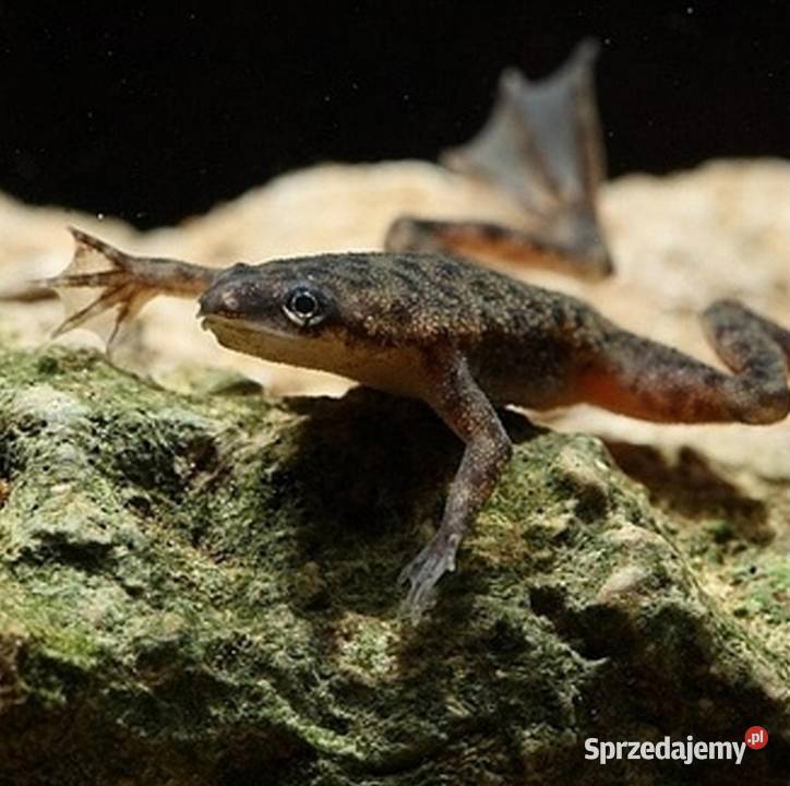 Żaba Karlik szponiasty Hymenochirus boettgeri pomorskie Gdańsk