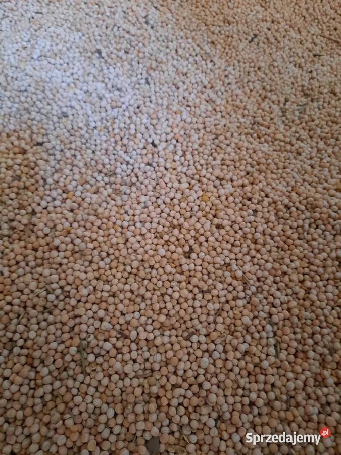 Sprzedam groch Astronaute małopolskie Książ Wielki