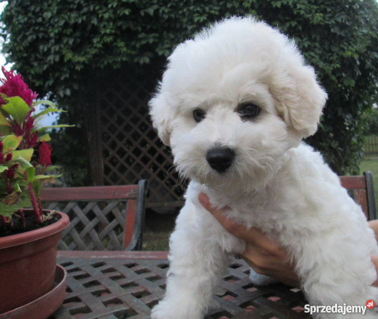 Bichon Frise sprzedam rodowodowe szczenięta FCI Chojna sprzedam