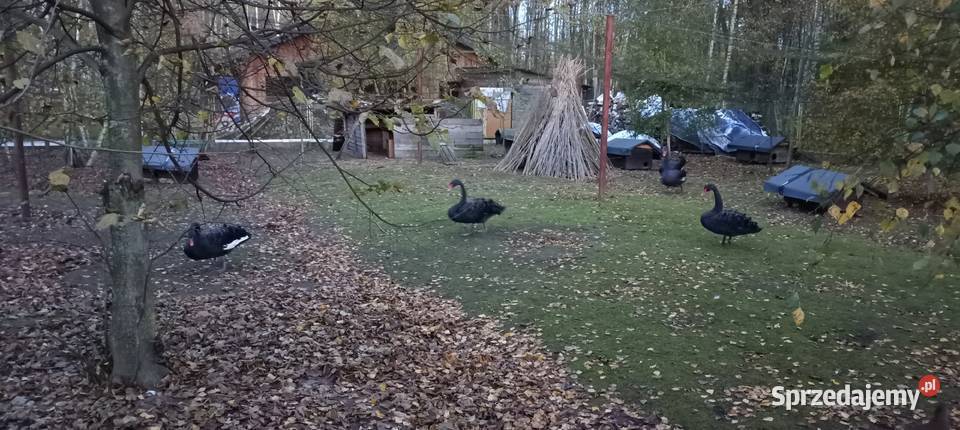 Łabędzie czarne Konopiska