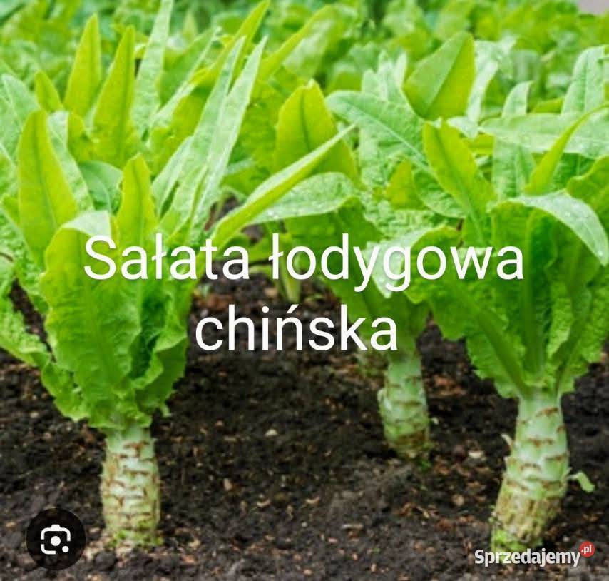 Salata lodygowa nasiona świata 30 gatunkow Kraków