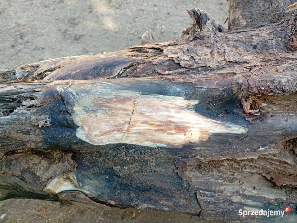 Korzeń drzazgi rozpałka Tyłowo sprzedam