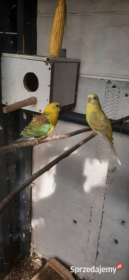 Papugi ze zdjęcia lubuskie Świebodzin