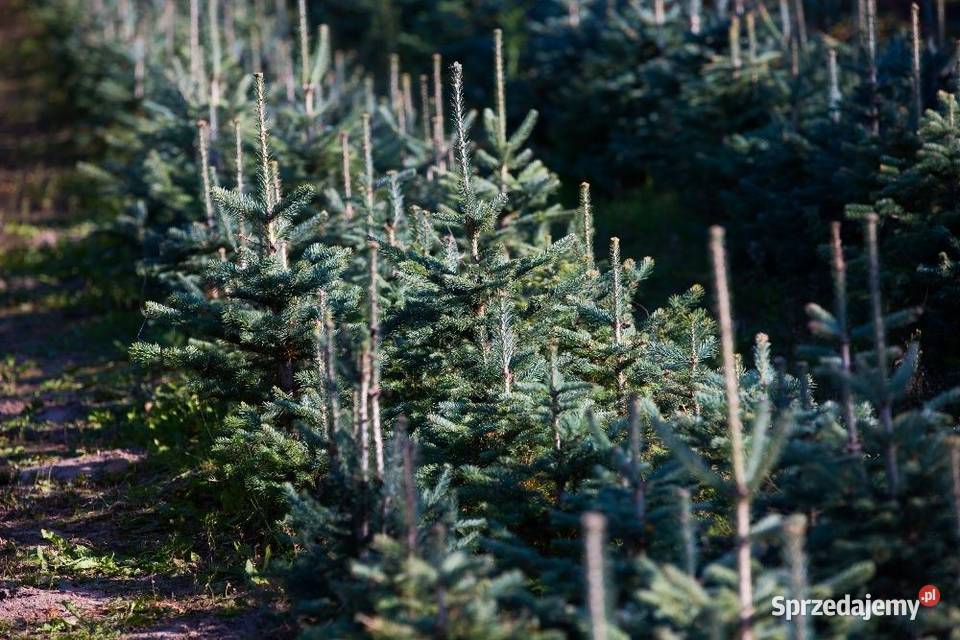Jodła koreańska Abies koreana wys 2030 donica 1 wielkopolskie