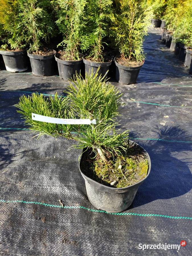 TUJA SZMARAGD 5570 PROMOCJA Thuja Smaragd dolnośląskie Polkowice