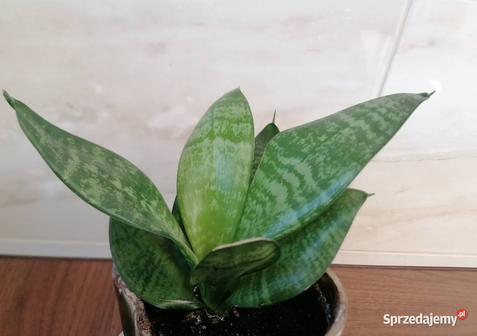 Sansevieria miniaturowa Roslina domowaKwiaty zielony Łódź