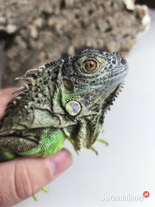 Legwan zielony Iguana iguana z legalnego sklepu Gady i płazy dolnośląskie