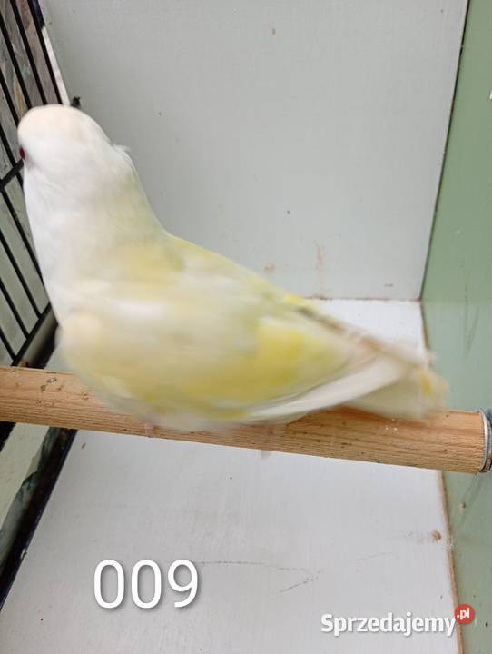 Nierozłączki Niewiesze sprzedam