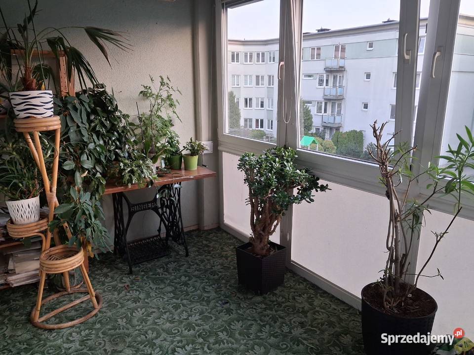 Bezpośrednio 3 pokoje 80 m planowanym parku