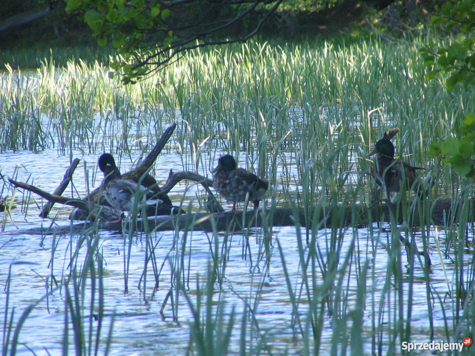 Sprzedam domek letniskowy w okolicach Ostródy Liczba pokoi 2 Ostróda sprzedam