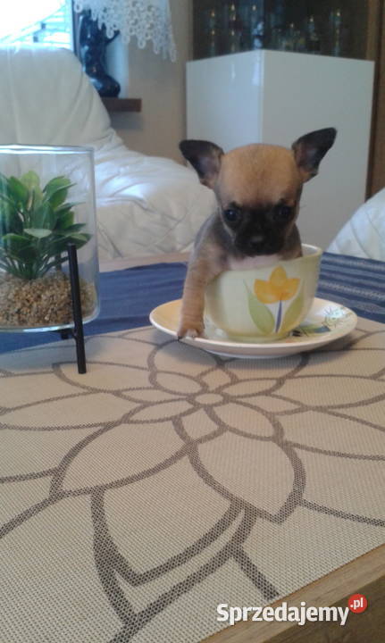 CHIHUAHUA mini suczka Opole