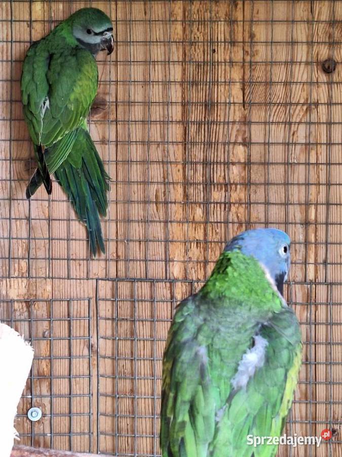 Alexandreta chinska Krzyżanowice