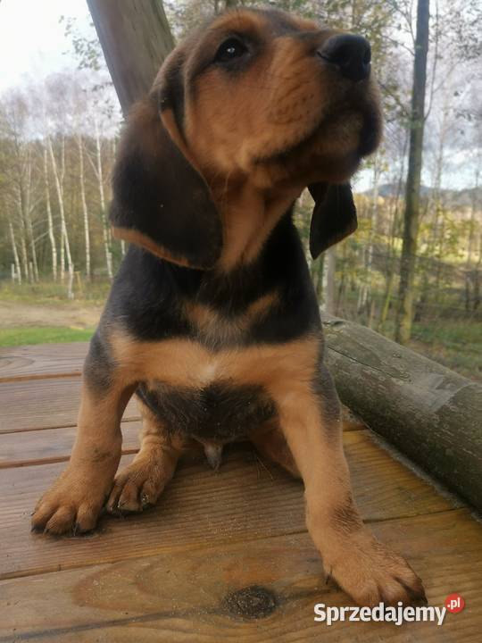 Ogar polski pieski i suczki Krasna sprzedam