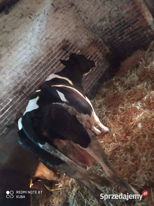 Likwidacja stada krów Stolnikowizna Sprzedajemy.pl