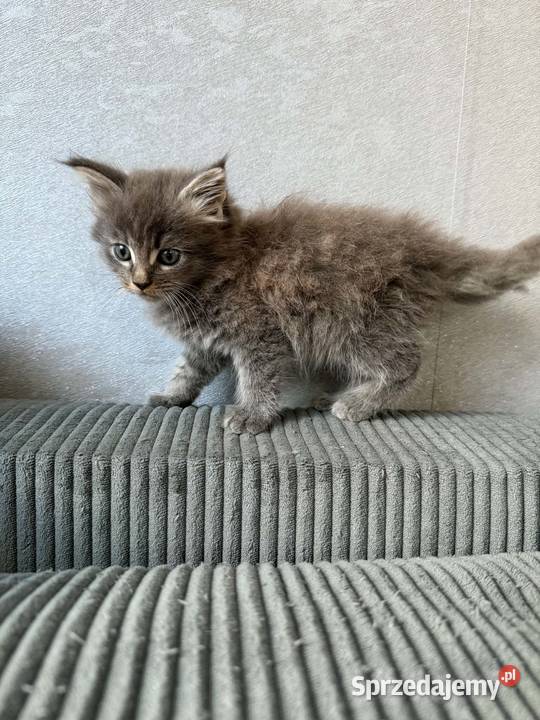 Maine Coon Starogard Gdański