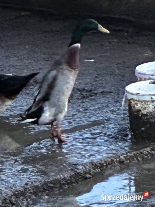 Sprzedam kaczora rasy biegus Ostrzeszów