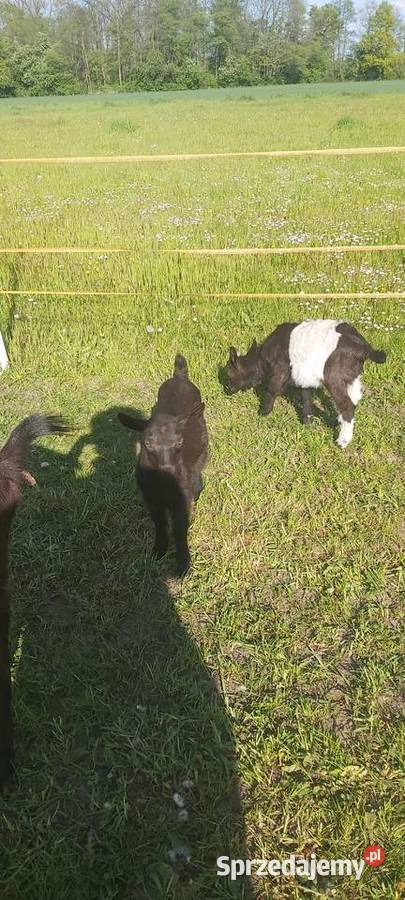 Sprzedam kózki i koziołki Pokrzywnica