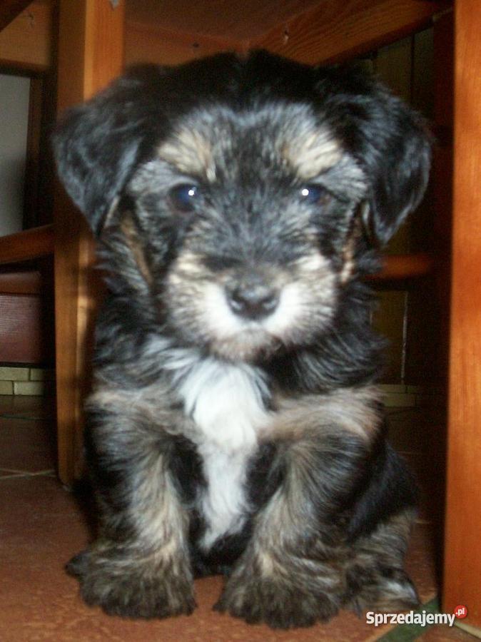 Biewer Yorkshire a la PomPon suczki kujawsko-pomorskie Inowrocław