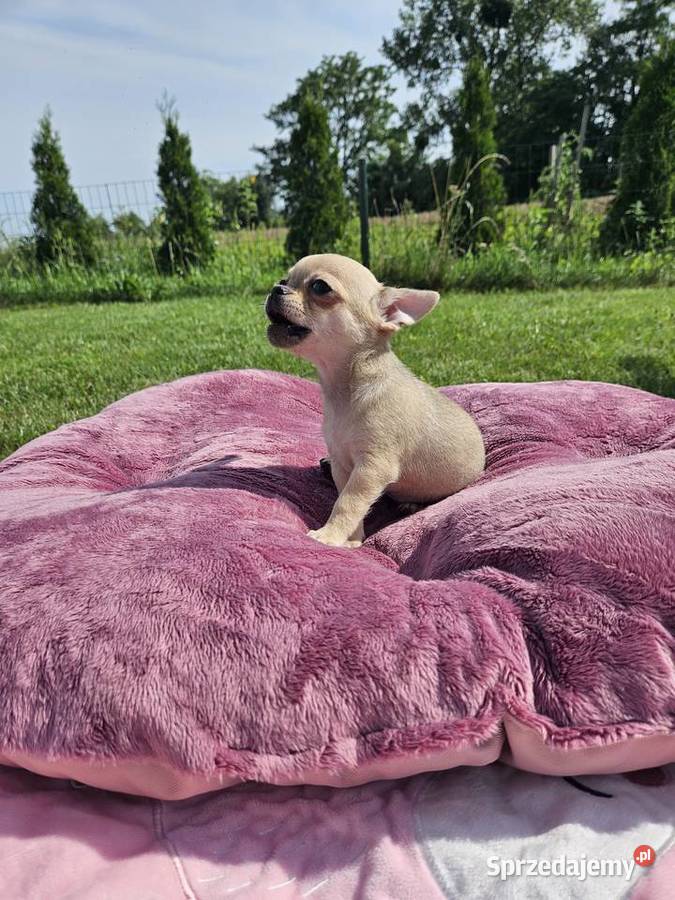 Chihuahua piękna dziewczynka gotowa do odbioru Chihuahua Krapkowice