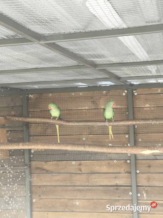 Ptaki z 2024 roku Kolonia Poczesna sprzedam