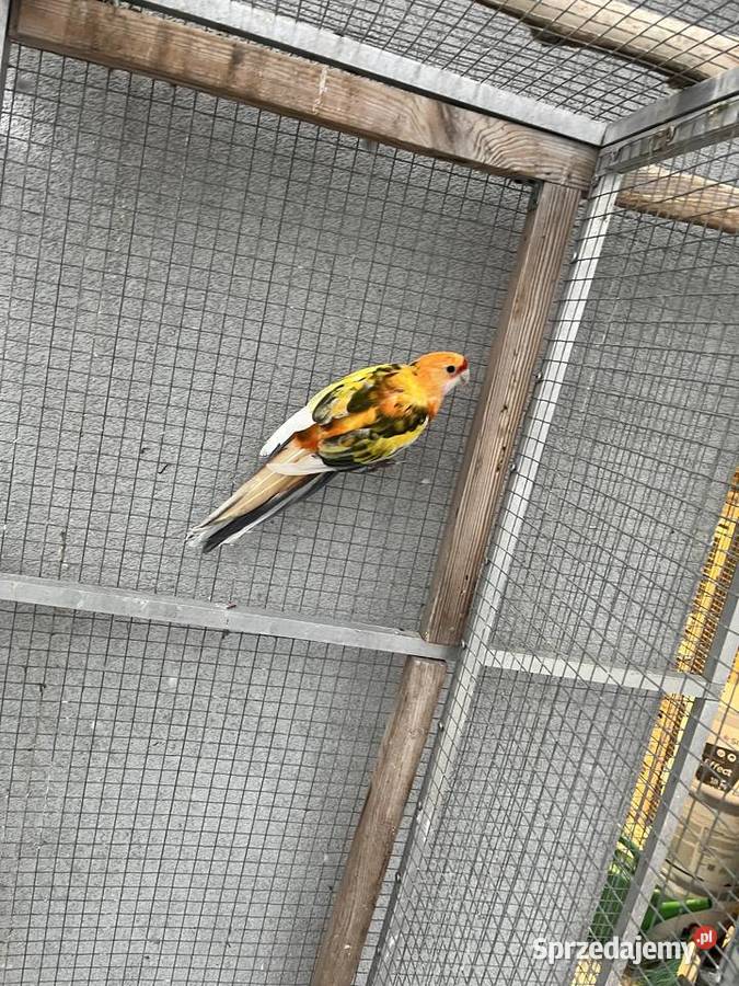 Rozelle królewskie szeki pomarańczowe Sośnicowice sprzedam