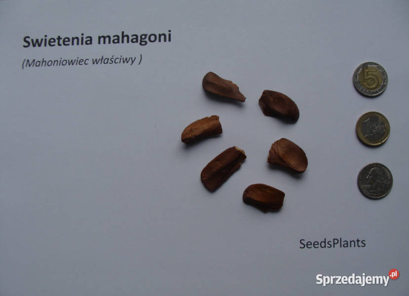 MAHONIOWIEC WŁAŚCIWY Swietenia mahagoni NASIONA kujawsko-pomorskie Lubanie