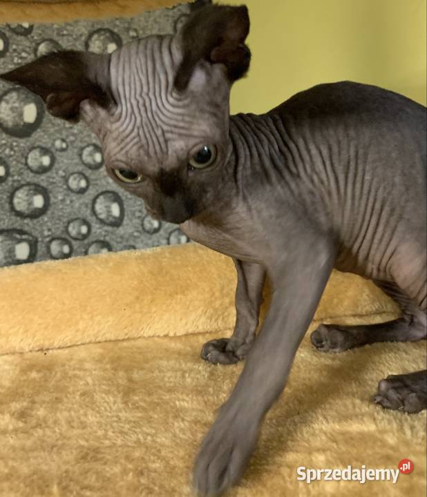 Sfinks Kanadyjski Do odbioru kocurek Rodowód Leszno sprzedam