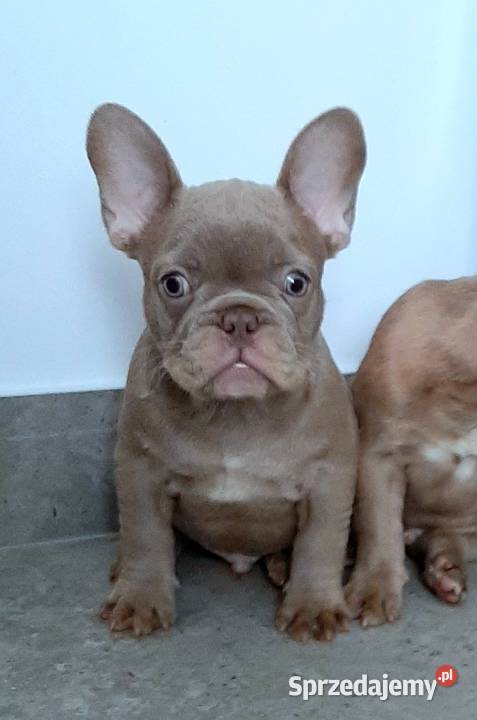 Buldog francuski pieski i suczki Pabianice
