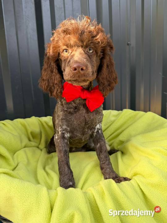 piesek pudel sredni Pozostałe Ełk