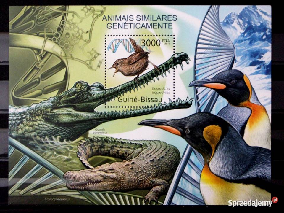 Gwinea Bissau ptak Oborniki