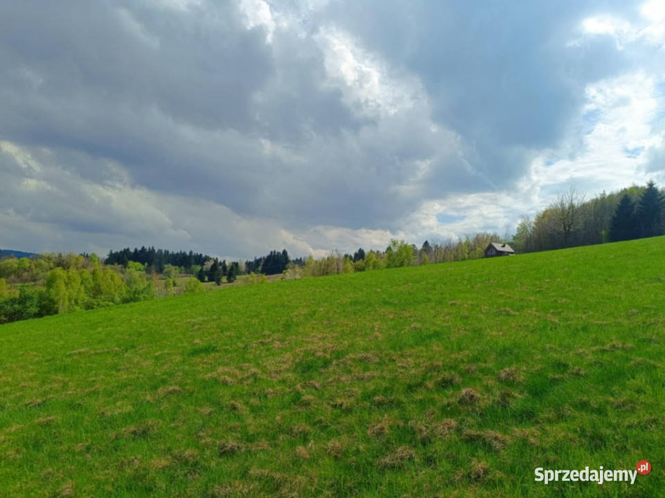 Działki pod lasem z panoramicznym widokiem utwardzona sprzedam