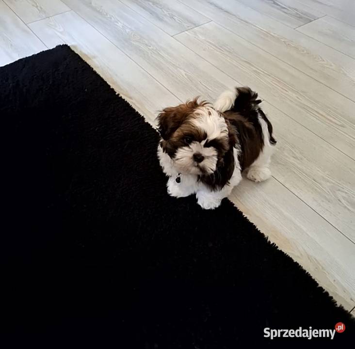 Szczeniak Shih Tzu Piesek wielkopolskie Baszyny